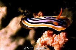 Nudibranch by Vito Lorusso 